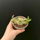 Pachypodium brevicaule - BotanicalCollector
