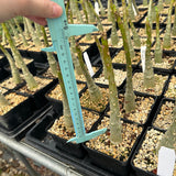 Pachypodium decaryi - BotanicalCollector