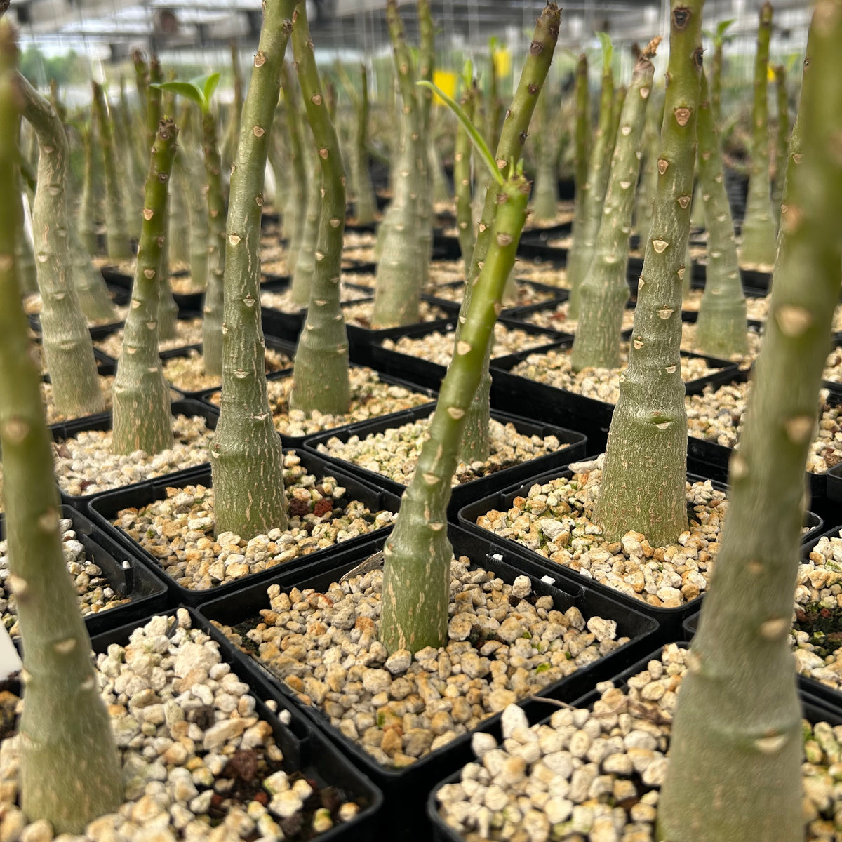 Pachypodium decaryi - BotanicalCollector