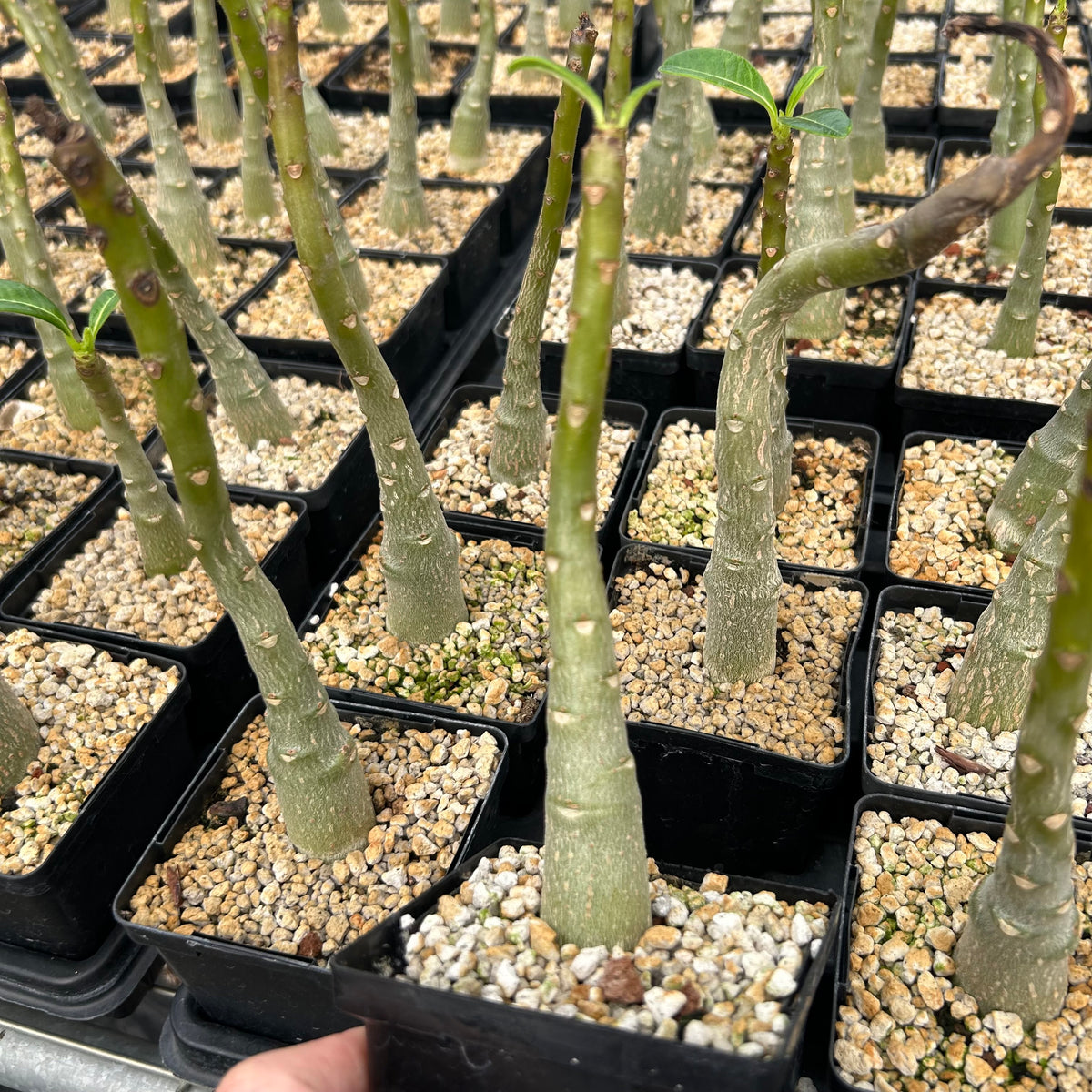 Pachypodium decaryi - BotanicalCollector