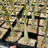 Pachypodium decaryi - BotanicalCollector