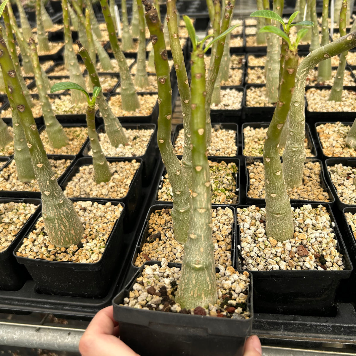 Pachypodium decaryi - BotanicalCollector