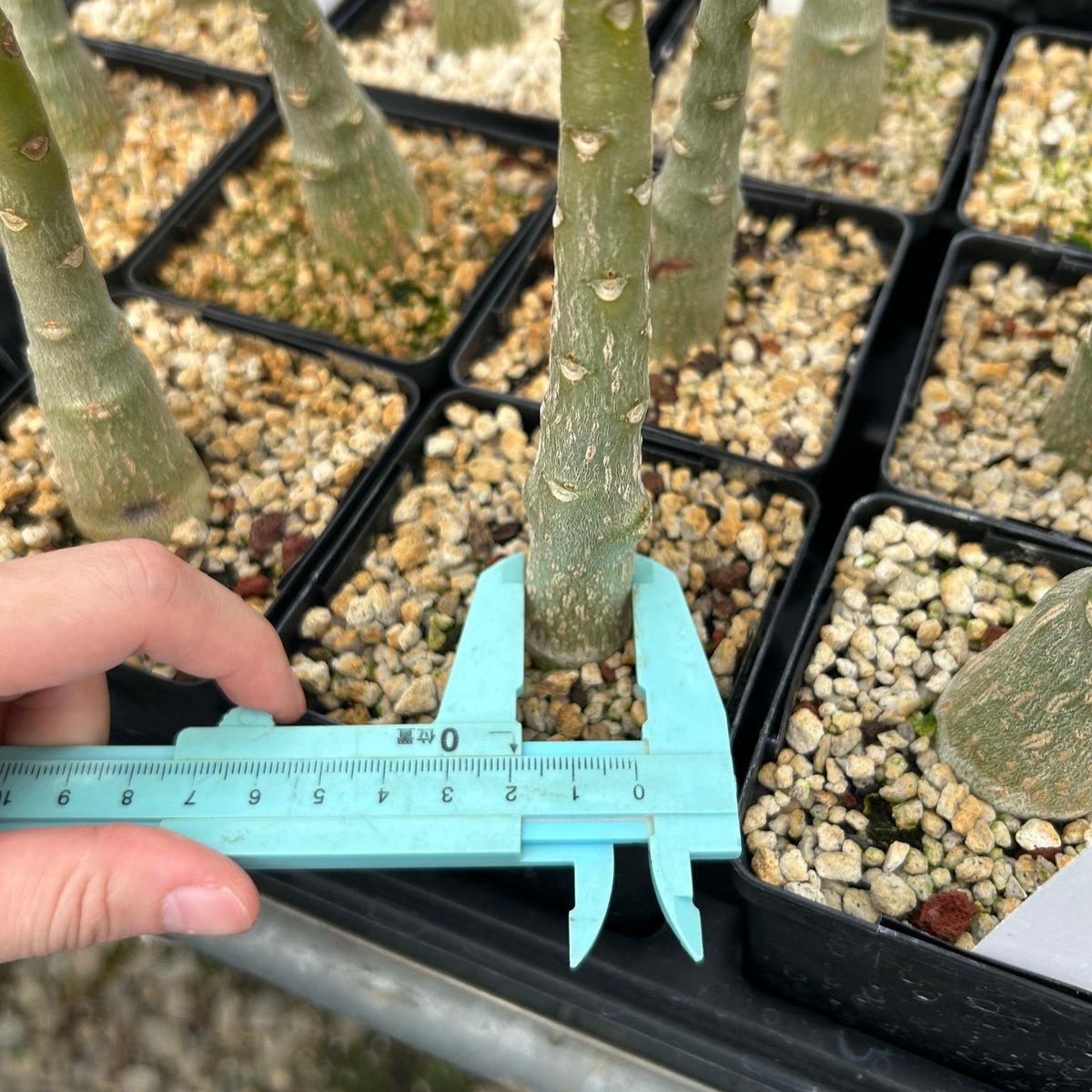 Pachypodium decaryi - BotanicalCollector