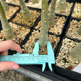 Pachypodium decaryi - BotanicalCollector
