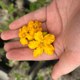 Pachypodium densiflorum Seeds — Pachypodium — 2026 seed listing — 1 Seed — image 4: flowers on a plant reference, not a photo of the seeds
