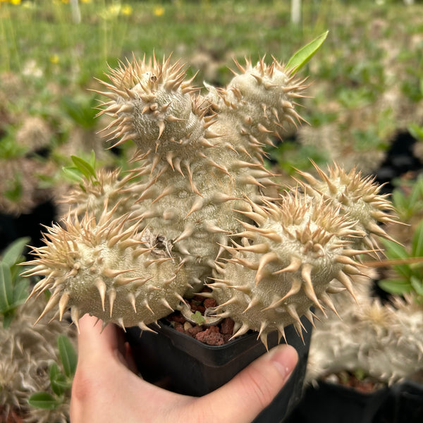 A Sincere Choice for Rare Plant Enthusiasts