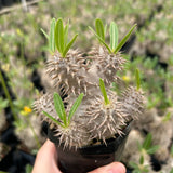 Pachypodium densiflorum-Pachypodium-H4-10cm-image-1