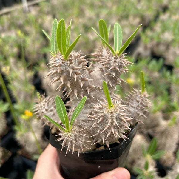 Pachypodium densiflorum - BotanicalCollector