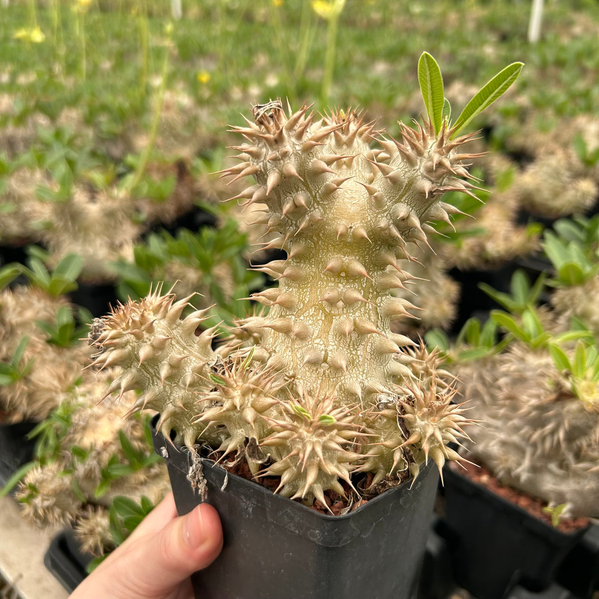 Pachypodium densiflorum-Pachypodium-H4-10cm-image-8