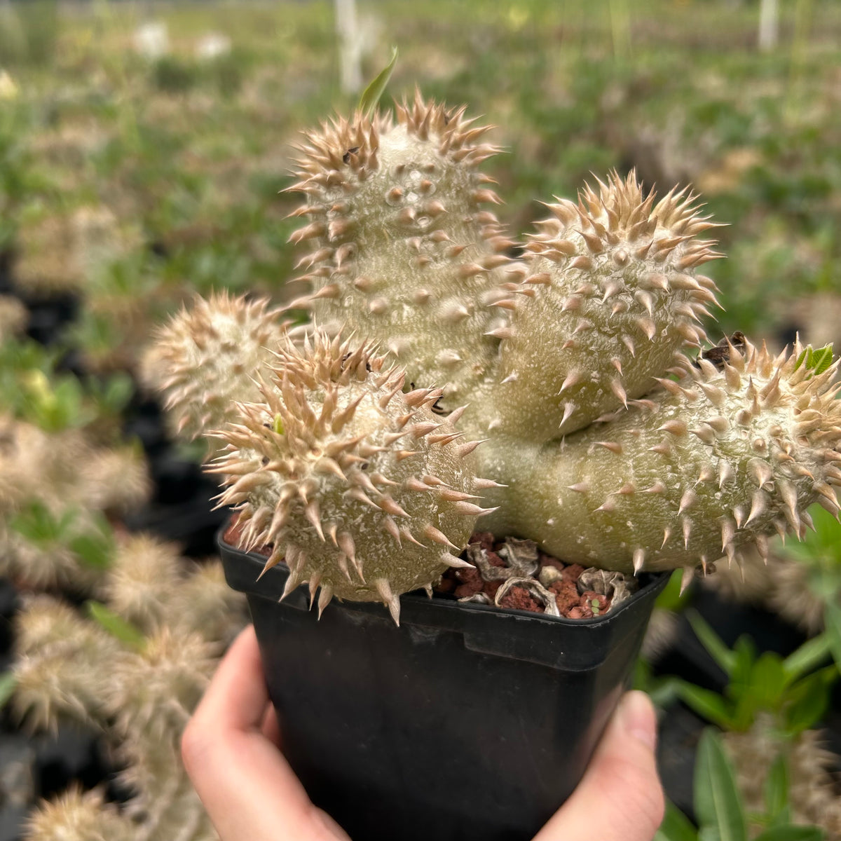 Pachypodium densiflorum-Pachypodium-H4-10cm-image-9