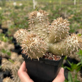 Pachypodium densiflorum-Pachypodium-H4-10cm-image-9