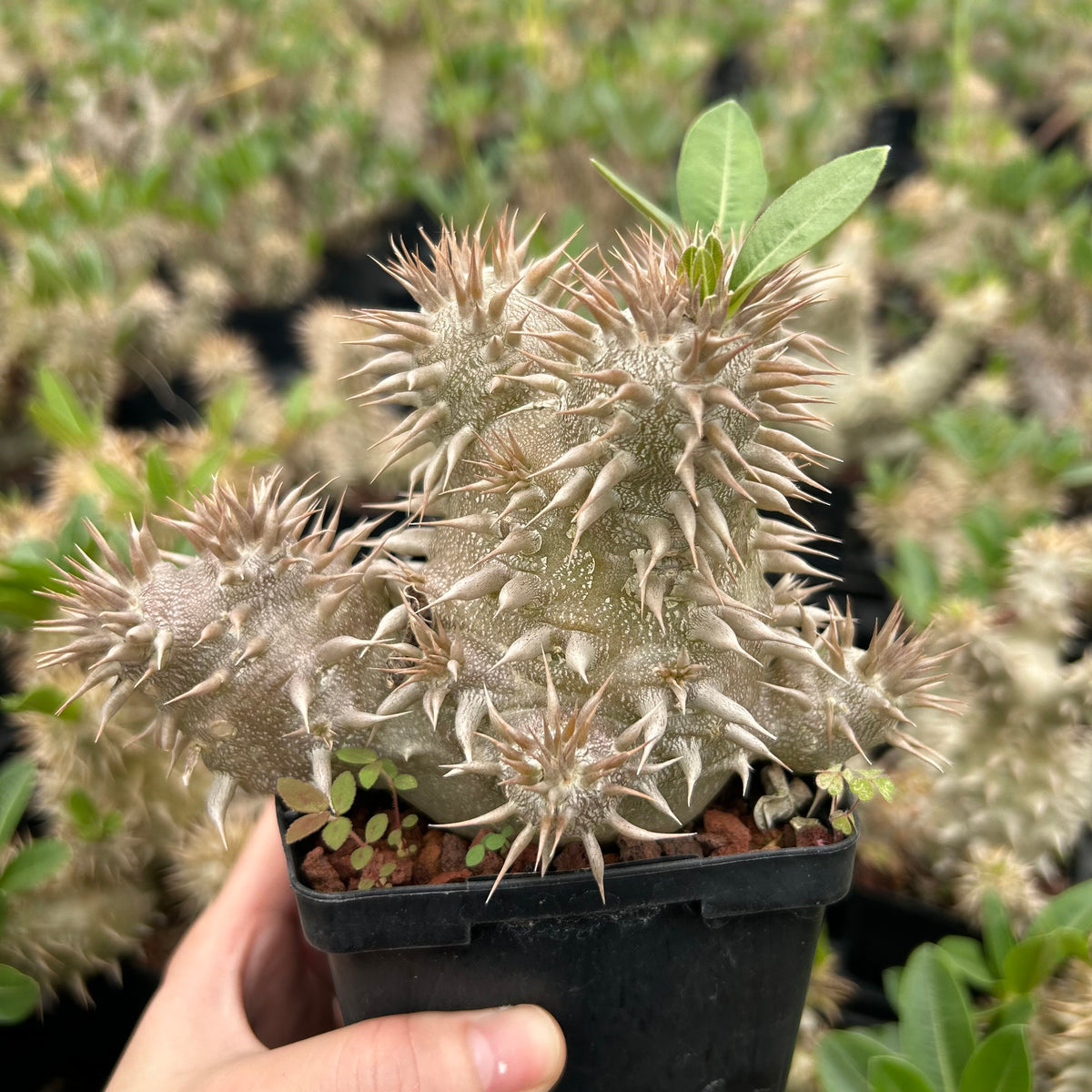 Pachypodium densiflorum-Pachypodium-H4-10cm-image-10