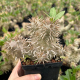 Pachypodium densiflorum-Pachypodium-H4-10cm-image-10