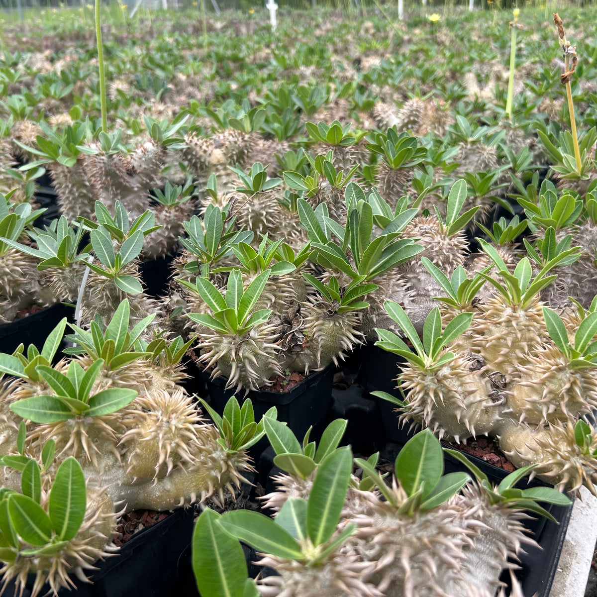 Pachypodium densiflorum-Pachypodium-H4-10cm-image-11