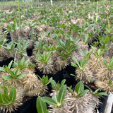 Pachypodium densiflorum-Pachypodium-H4-10cm-image-11
