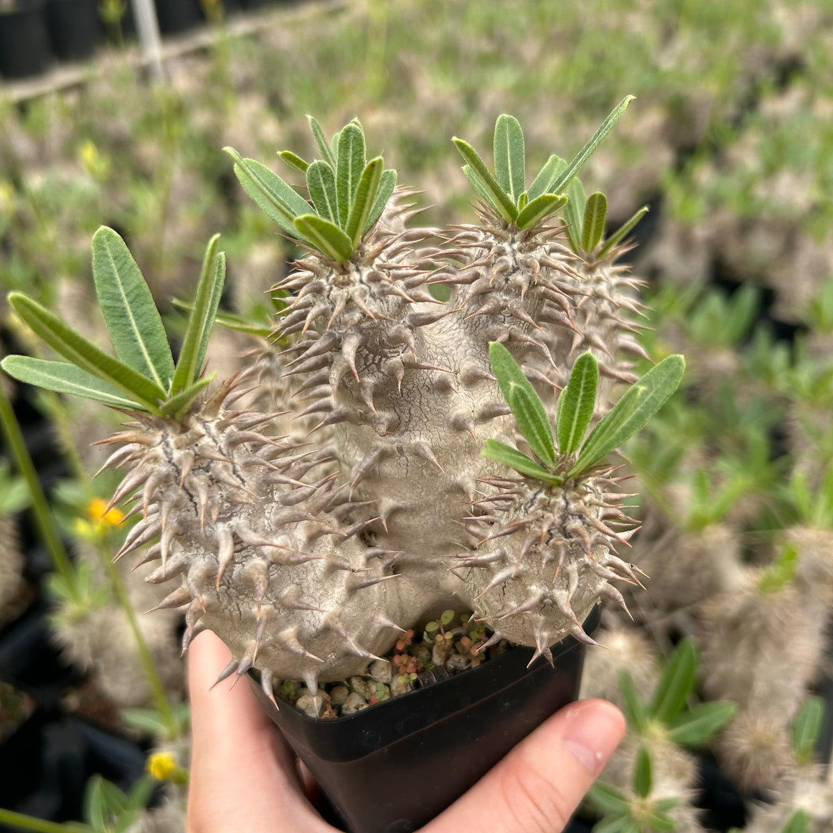 Pachypodium densiflorum-Pachypodium-H4-10cm-image-2