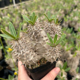 Pachypodium densiflorum-Pachypodium-H4-10cm-image-2