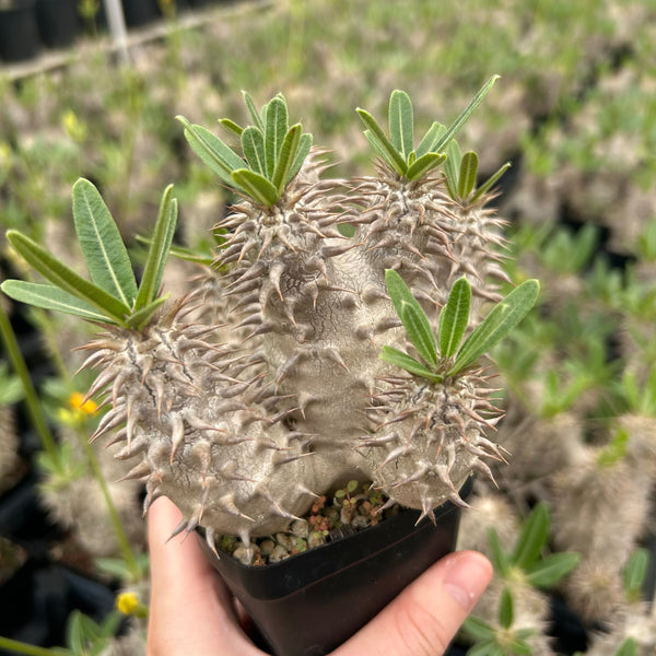 Pachypodium densiflorum - BotanicalCollector