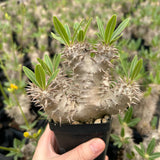 Pachypodium densiflorum-Pachypodium-H4-10cm-image-4