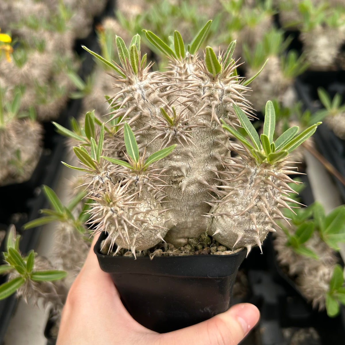 Pachypodium densiflorum-Pachypodium-H4-10cm-image-5