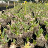 Pachypodium densiflorum-Pachypodium-H4-10cm-image-6