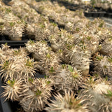 Pachypodium eburneum Seeds — Pachypodium — 2026 seed listing — 1 Seed — image 2: plant specimen shown as a reference for this seed listing