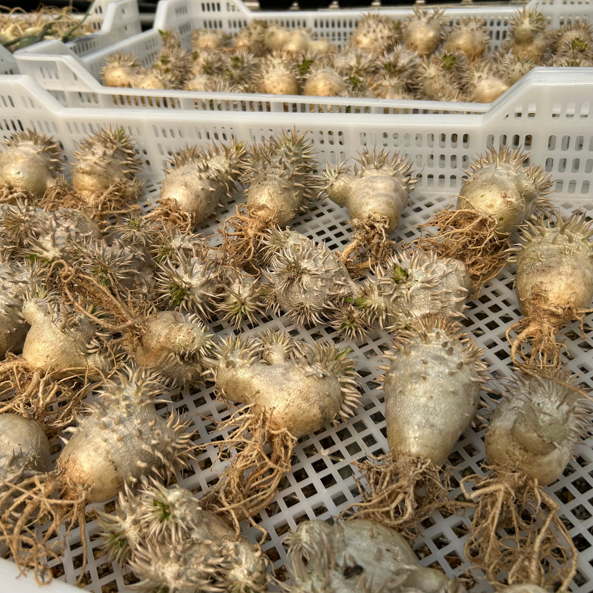 Pachypodium eburneum - BotanicalCollector