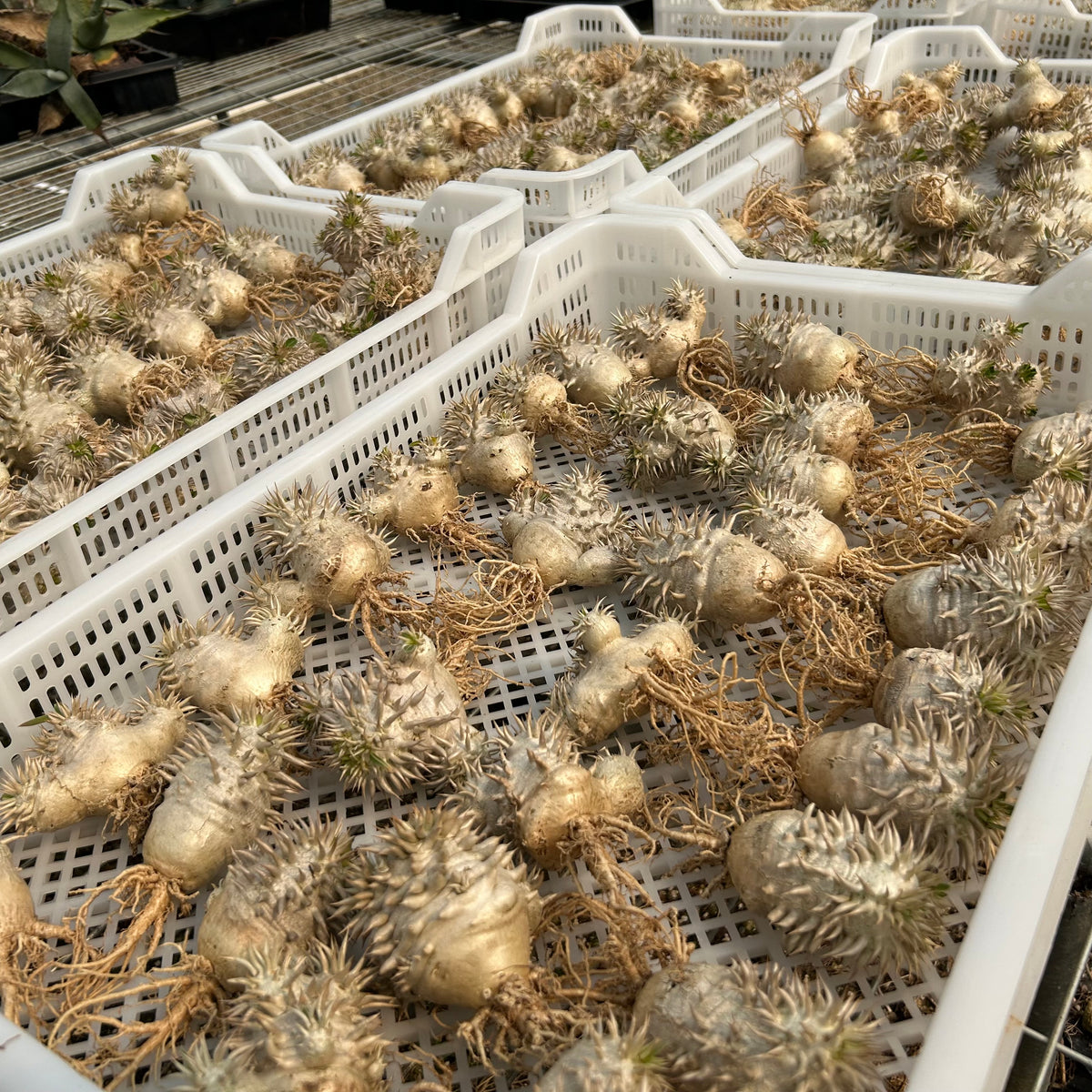 Pachypodium eburneum - BotanicalCollector