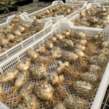 Pachypodium eburneum - BotanicalCollector