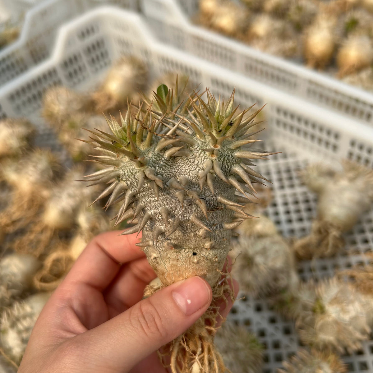 Pachypodium eburneum - BotanicalCollector