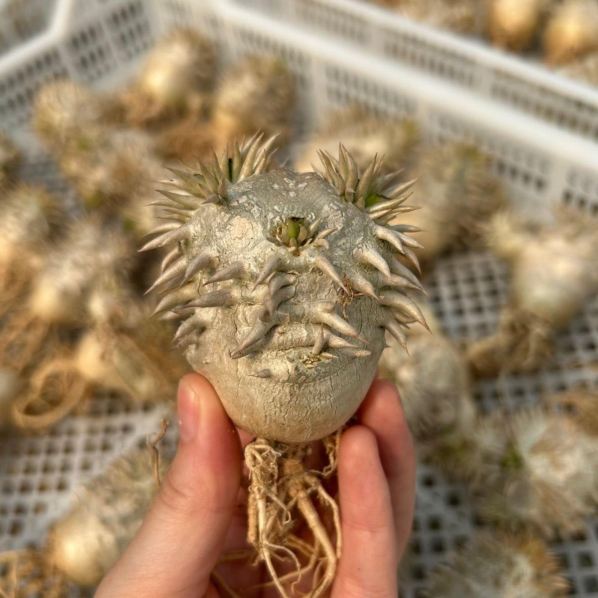 Pachypodium eburneum - BotanicalCollector