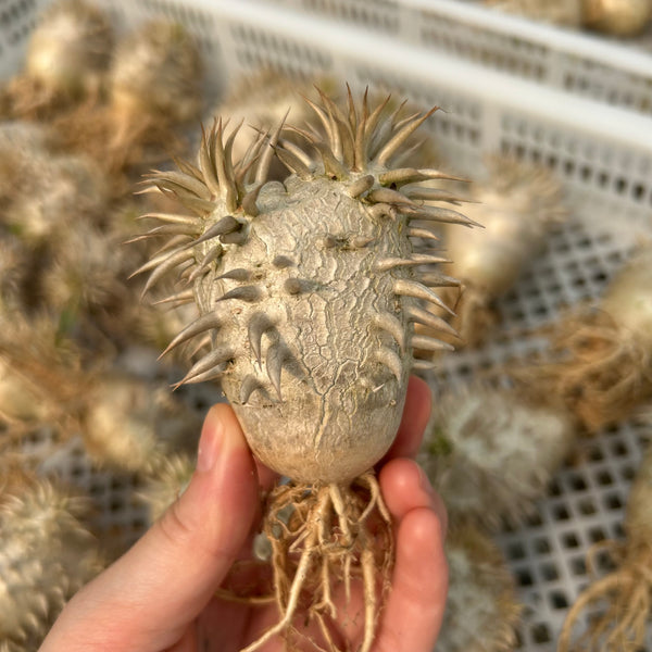 Pachypodium eburneum | Seed-grown | H4-6CM