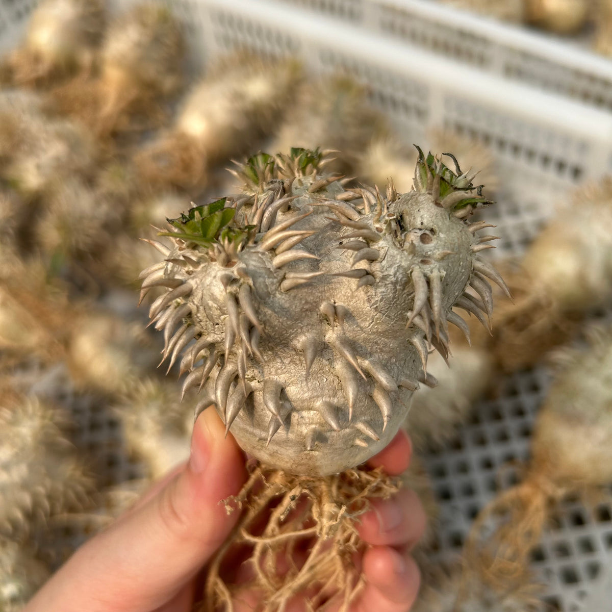 Pachypodium eburneum - BotanicalCollector