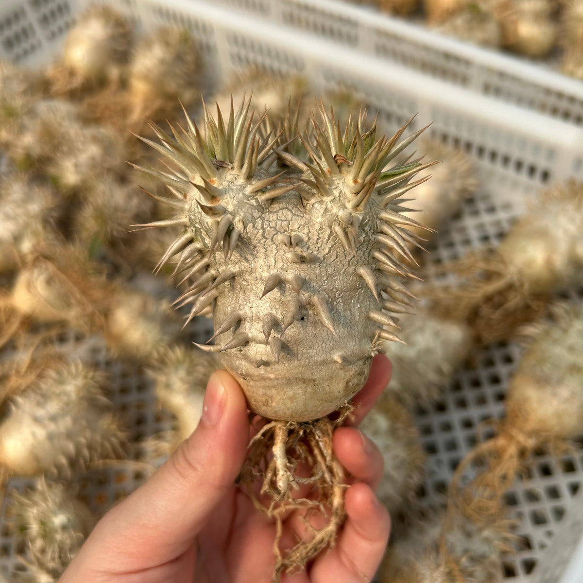 Pachypodium eburneum - BotanicalCollector