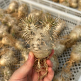 Pachypodium eburneum - BotanicalCollector