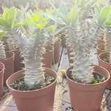 Pachypodium horombense-Pachypodium-H10cm-image-4