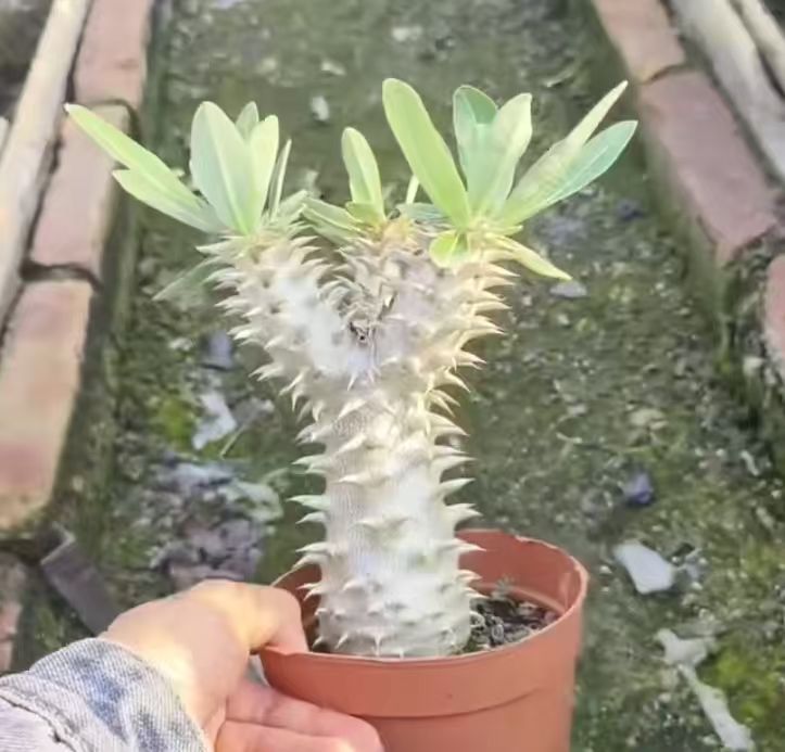 Pachypodium horombense-Pachypodium-H10cm-image-2