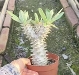 Pachypodium horombense-Pachypodium-H10cm-image-2