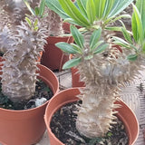 Pachypodium horombense-Pachypodium-H10cm-image-3