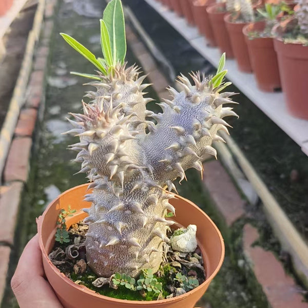 Pachypodium horombense - BotanicalCollector