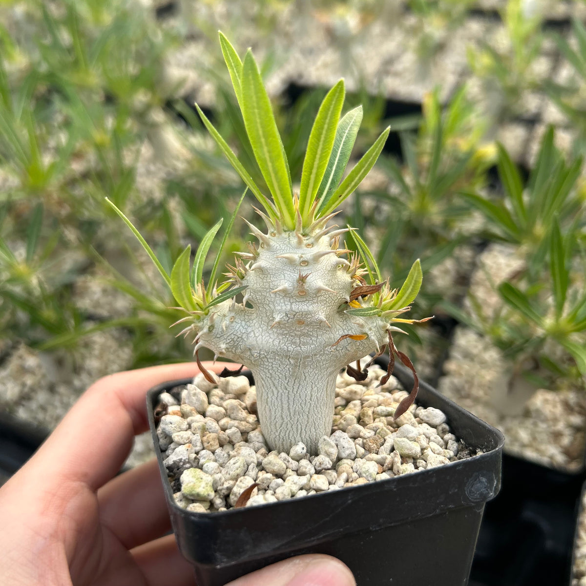 Pachypodium inopinatum - BotanicalCollector