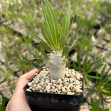 Pachypodium inopinatum - BotanicalCollector