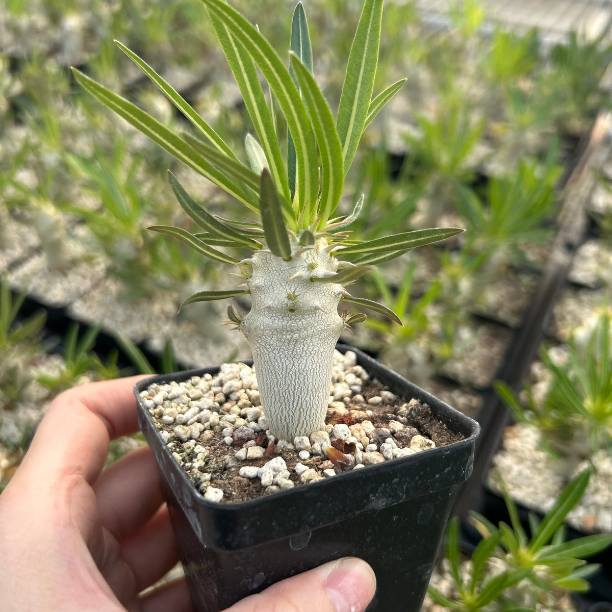 Pachypodium inopinatum - BotanicalCollector