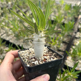 Pachypodium inopinatum - BotanicalCollector