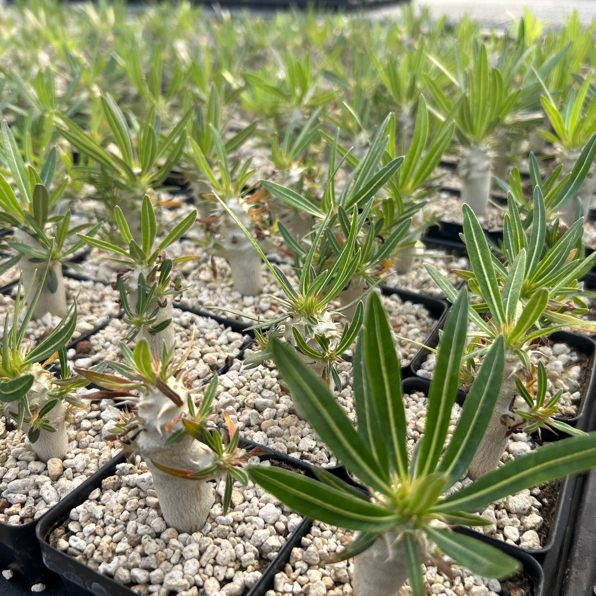 Pachypodium inopinatum - BotanicalCollector