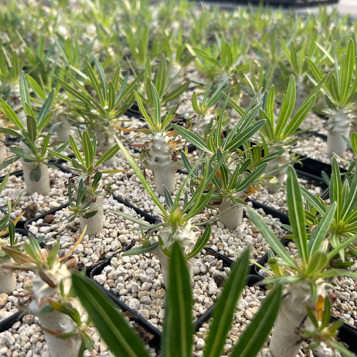 Pachypodium inopinatum - BotanicalCollector