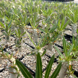 Pachypodium inopinatum - BotanicalCollector