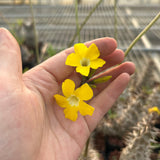 Pachypodium rosulatum subs. makayense - BotanicalCollector