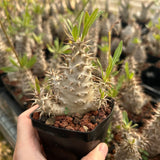 Pachypodium rosulatum subs. makayense - BotanicalCollector