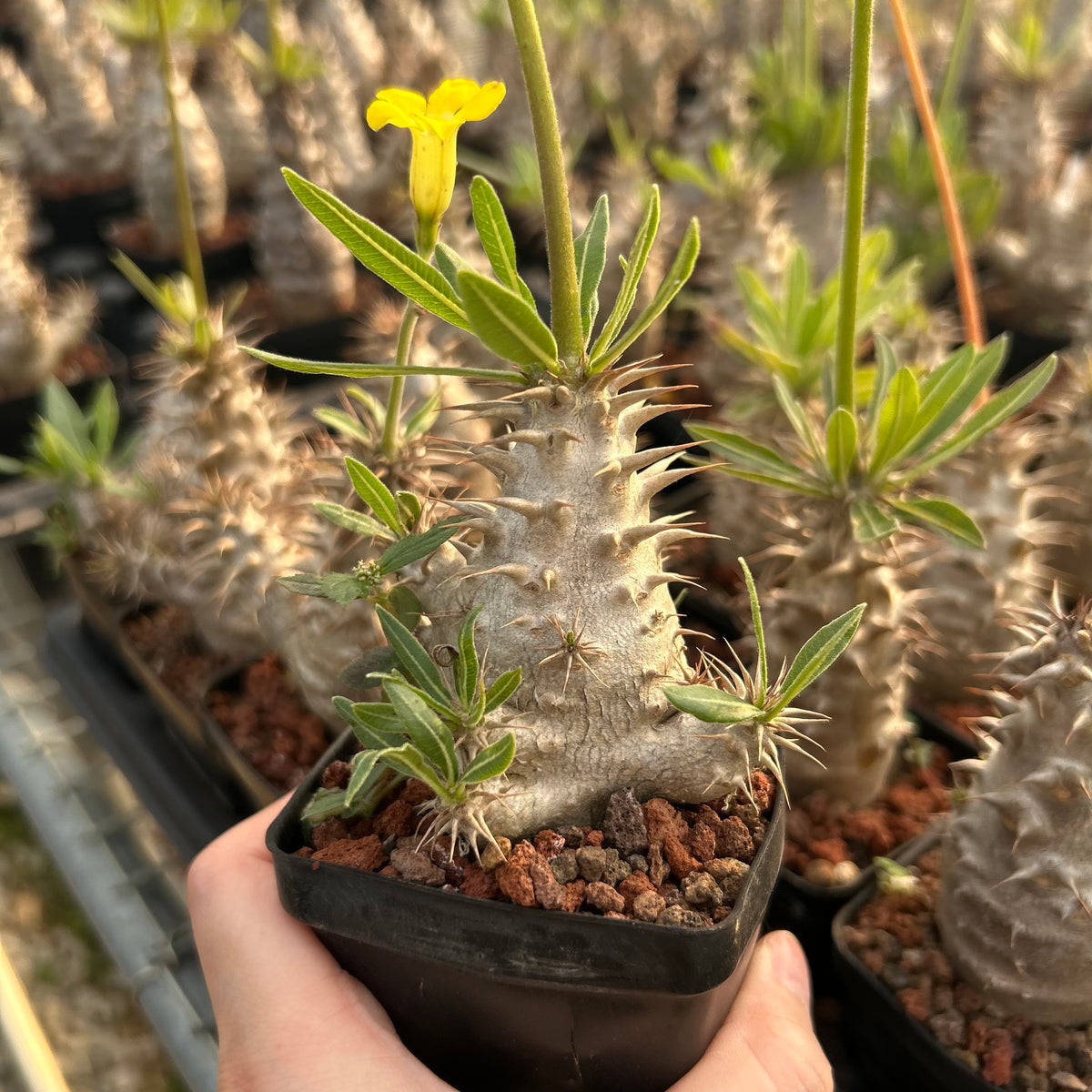 Pachypodium rosulatum subs. makayense - BotanicalCollector
